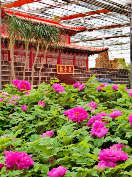 內(nèi)蒙古通遼和佑首屆農(nóng)業(yè)嘉年華